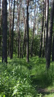 Vertical Video of a Summer Green Forest with Trees During the Day Slow Motion