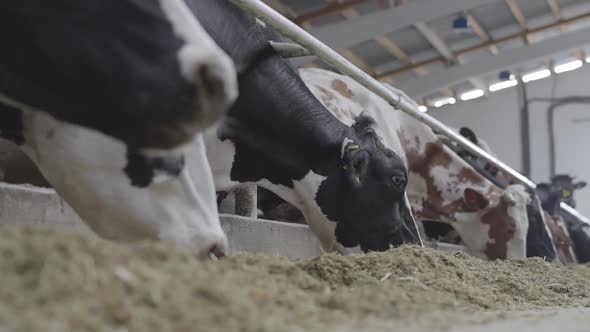 Calves Feeding Process on Modern Farm. Close Up Cow Feeding on Milk Farm. Cow on Dairy Farm Eating