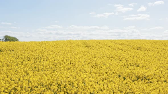 Aerial Shot Hovering Above Yellow Canola Fields and a View of the Lake