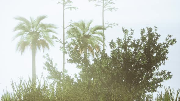 Tropical Palms and Grass at Sunny Day