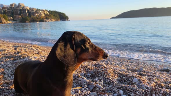 Black Dachshund Dog Sits on Beach of Seaside Town at Sunset