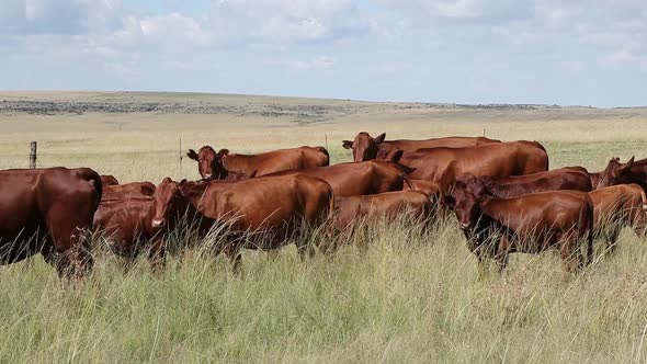 Free Range Cattle Grazing On A Rural Farm