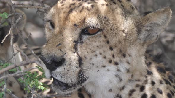Close up from a cheetah head under bushes
