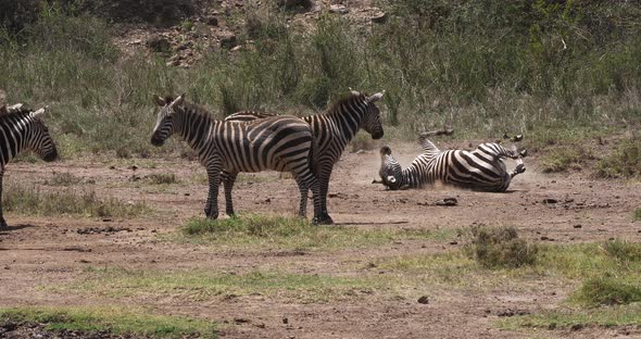 Grant's Zebra, equus burchelli boehmi, Adult having Dust Bath, Nairobi Park in Kenya, Real Time 4K