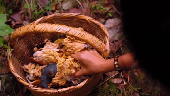 Unrecognizable woman putting mushroom in wicket basket