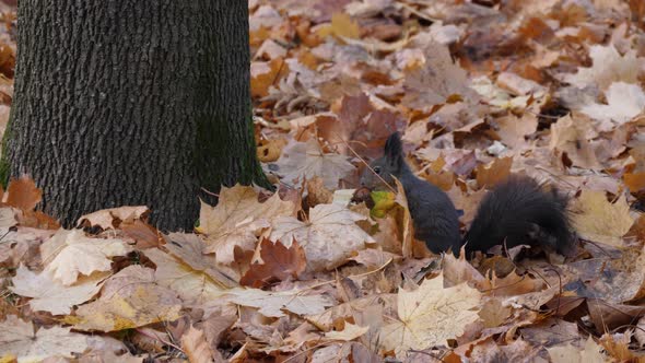 Eastern gray squirrel sitting on autumn leaves in the park