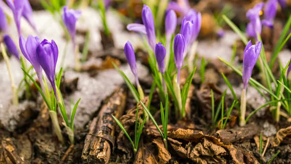 Violet Crocus Flowers Blooming in Snowy Forest Spring Time