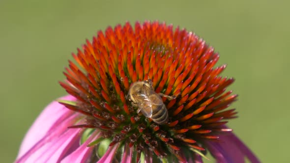 Macro shot of Honey Bee collecting pollen on red petal of flower. Bees at work. Green wildlife backg