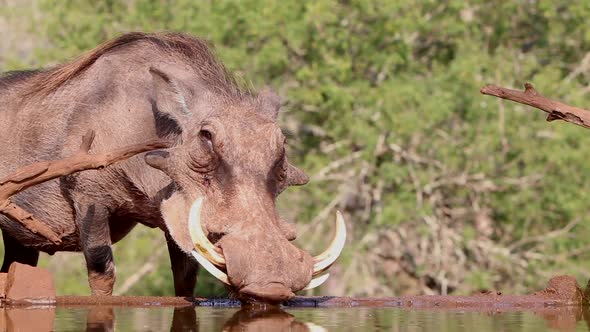 Common Warthog drinks at a underground photography hide in the heat of summer at Zimanga private gam