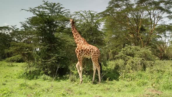 Giraffe Feeding on Trees
