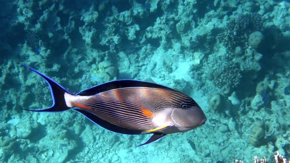 Arabian Surgeonfish (Acanthurus Sohal) in Red Sea.