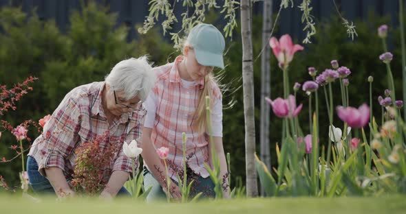 Grandmother and Granddaughter Plant Flowers Together in the Backyard of the House