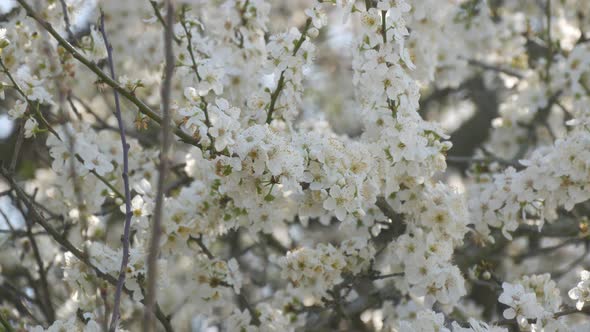 Cherry Tree Densely Blooming with White Flowers Against the Sky on a Spring Day