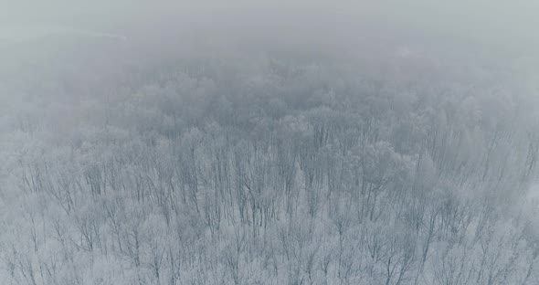 Aerial Video of Winter Forest