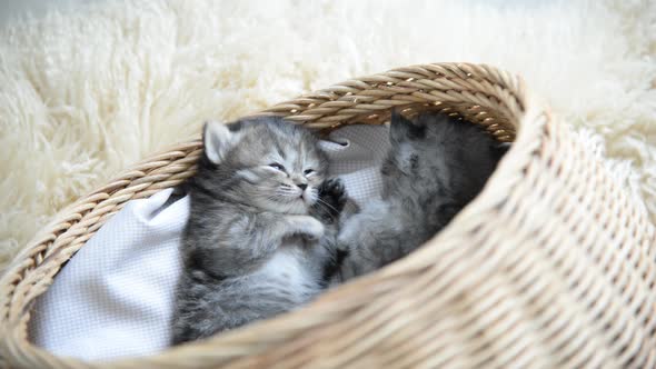 Cute Tabby Kittens Sleeping And Hugging In A Basket