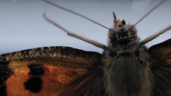 Close Up Small Tortoiseshell Butterfly Moving Wings on Windows Sill