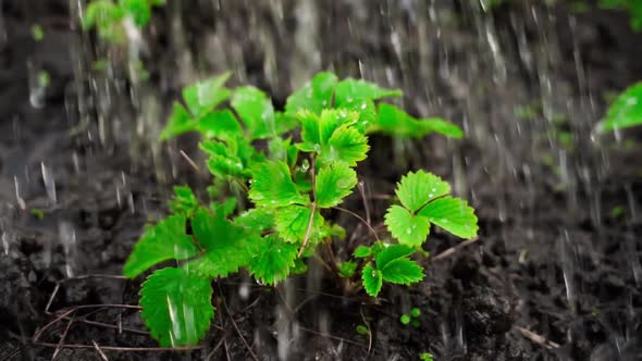 Bright Saturated Young Fresh Green Strawberry Leaves are Watered Closeup in Slow Motion