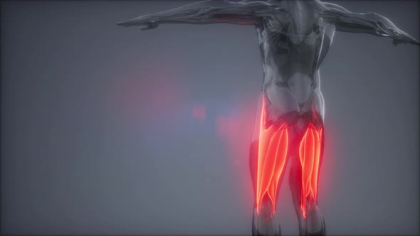 Thigh Muscles - Visible Muscle Anatomy Map