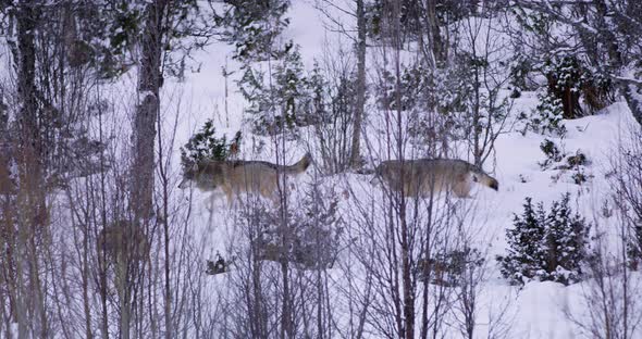 Three Large Wolves Walking in Thick Forest a Cold Winter Evening
