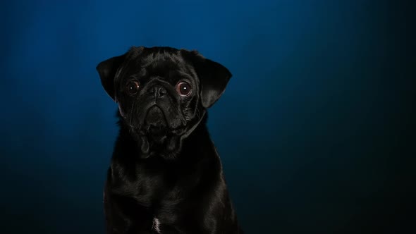 Portrait of an Adorable Black Pug Dog Sitting and Looking in Front of Him in the Studio Against a