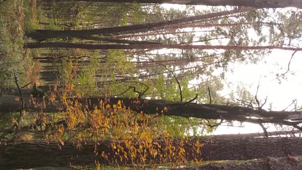 Vertical Video of an Autumn Forest During the Day in Ukraine