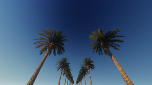 4K Palm Trees Background alt