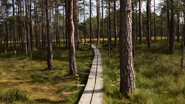 Sunny Day in Wooden Boardwalk Hiking Trail Through Bog Swamp Land