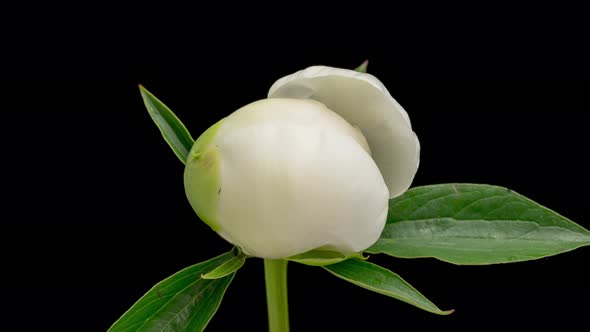 Time Lapse of Blooming White Peony