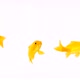 Group of Yellow Comet Goldfish On White Background Footage - VideoHive Item for Sale