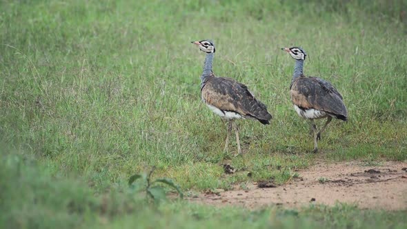 Two Kori Bustard Standing And Walking In the Grassy Field In El Karama Lodge In Kenya - Close Up sho