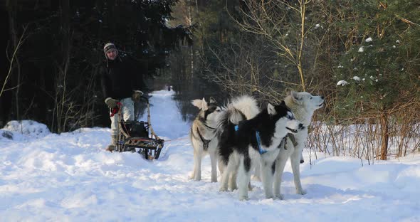 Training sled dogs on rural road in winter