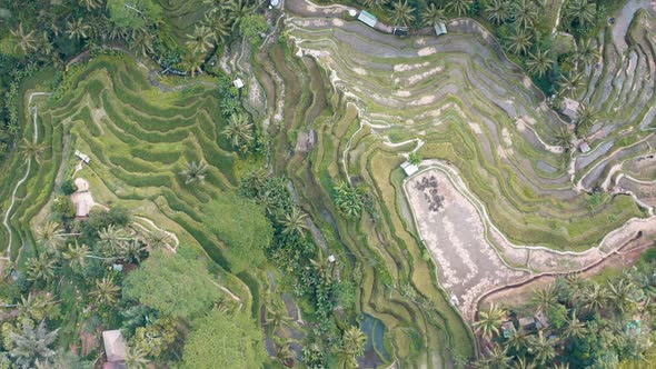 Tegallalang Rice Terraces Aerial Footage in Ubud, Bali, Indonesia