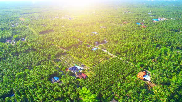 Aerial view of agriculture in coconut grove for cultivation