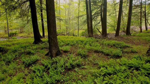 Slow, smooth, low drone video footage moving through a, peaceful, magical fern forest with beautiful