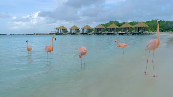 Aruba Beach with Pink Flamingos at the Beach Flamingo at the Beach in Aruba Island Caribbean