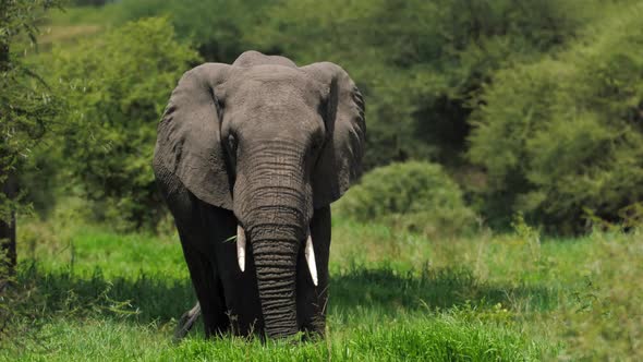 African Savanna Elephant Standing at the Waterside