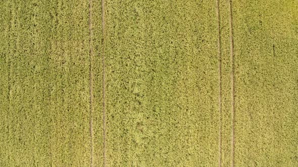 A Drone Flight Top Down Shot Over a Rye Field in Summer