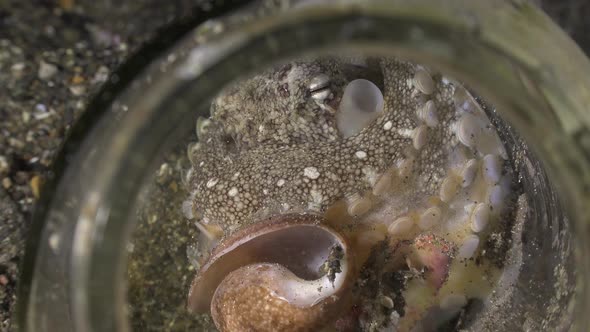 close up of coconut octopus inside glass bottle. A coconut octopus sitting in a glass bottle holding