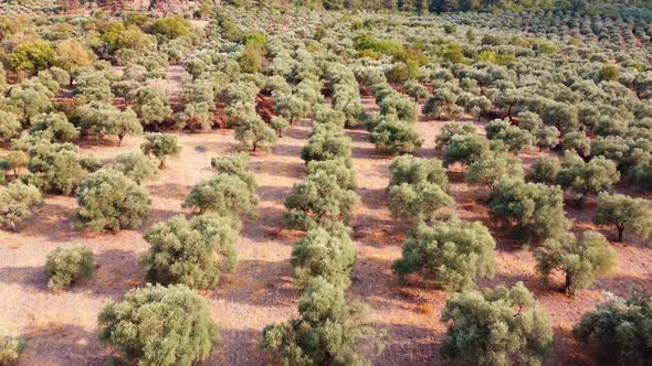 Olive trees for the production of olive oil. Industrial plantations.