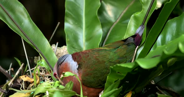 Female pink neck green pigeon in the nest to protect eggs