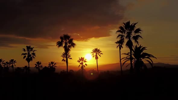 Aerial Of Palm Trees And The Sunset