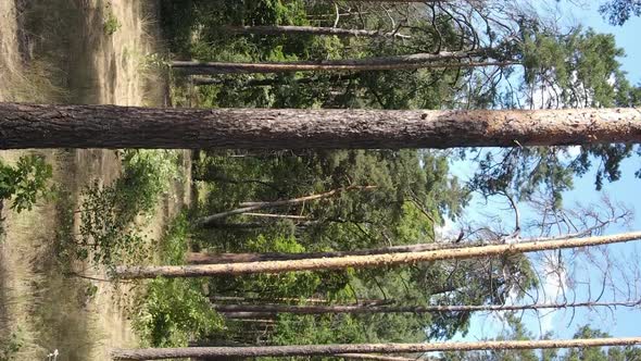 Vertical Video of a Forest with Trees in Ukraine