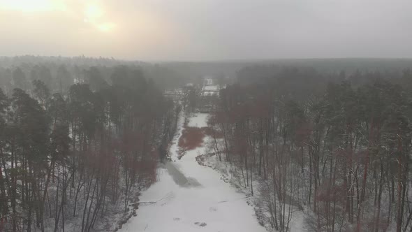 Winter Forest In Fog