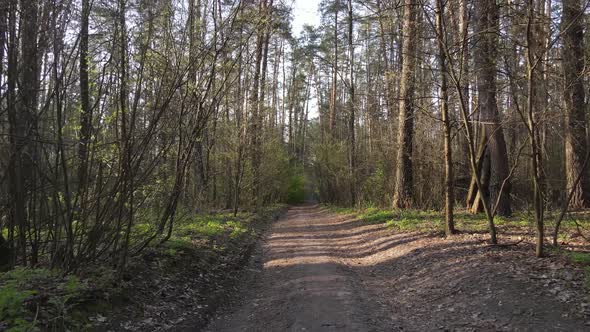 Aerial View of the Road Inside the Forest