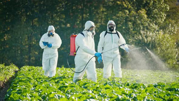 A Group of Farmers in Protective Suits and Respirators Spray the Plants with Chemicals