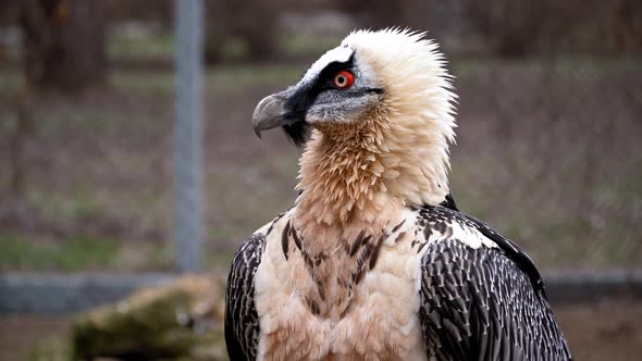 A Beautiful Bird with Red Eyes Turns Its Head 360 Degrees in the Zoo