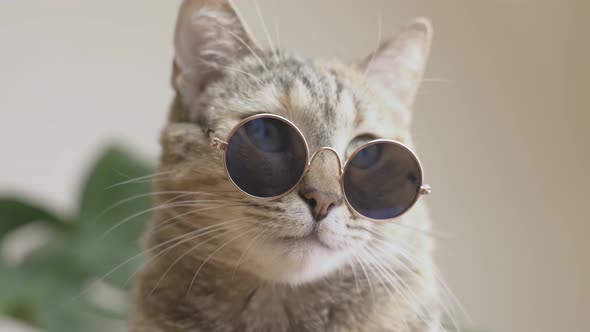 Fashionable Serious Cat with Glasses