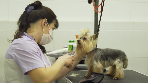 Dog in Pet Grooming Salon.