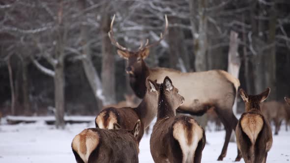 female elk look at bull winter slow motion snow falling