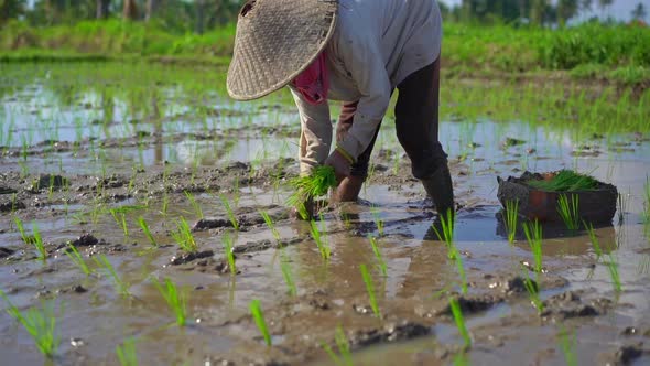 Slowmotion Shot of Two Undefined Women Planting Rice Seedlings on a Big Field Surrounded with Palm